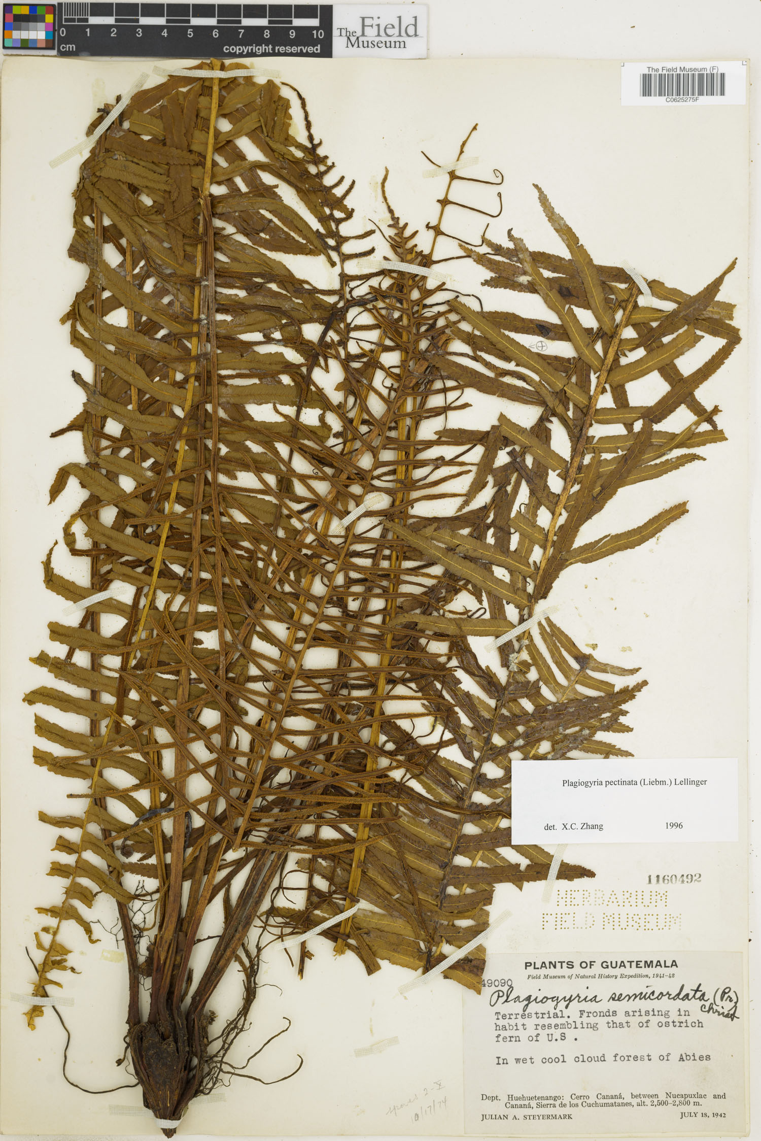 Plagiogyriaceae image