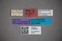 3048388 Stenus voraginosus ST labels2 IN