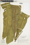 Campyloneurum brevifolium image