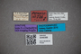 3048388 Stenus voraginosus ST labels IN
