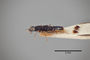 3048388 Stenus voraginosus ST p IN