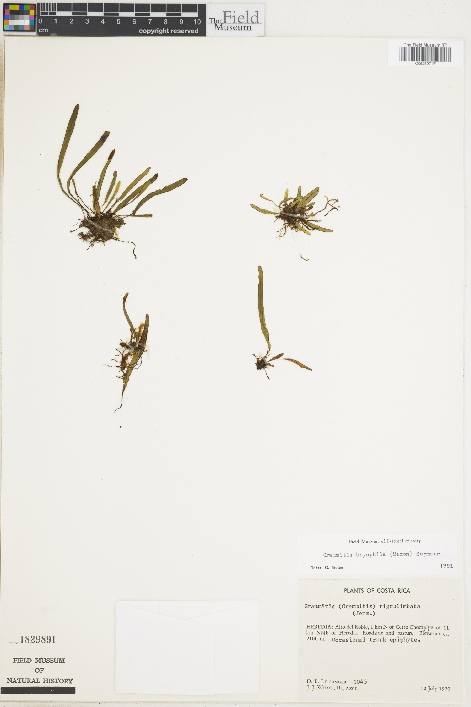 Grammitis bryophila image