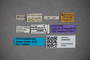 3048390 Stenus walkeri ST labels IN