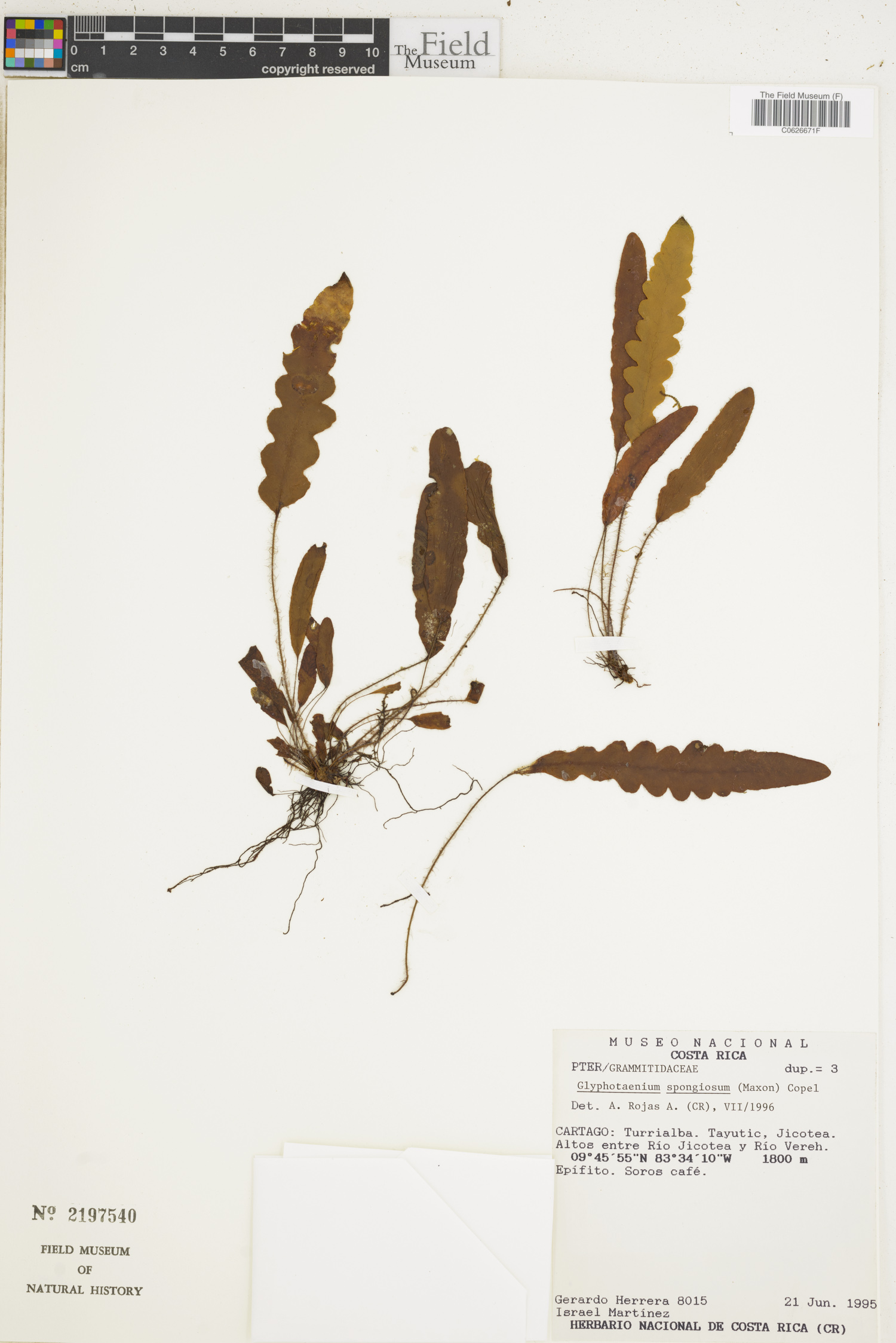 Enterosora campbellii subsp. spongiosa image