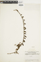 Ferns From Past to Present, funded by the Institute of Museum and Library Services (Award No. MA-30-13-0544-13).