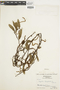 Ferns From Past to Present, funded by the Institute of Museum and Library Services (Award No. MA-30-13-0544-13).