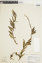 Ferns From Past to Present, funded by the Institute of Museum and Library Services (Award No. MA-30-13-0544-13).