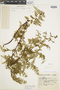 Ferns From Past to Present, funded by the Institute of Museum and Library Services (Award No. MA-30-13-0544-13).