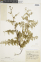 Ferns From Past to Present, funded by the Institute of Museum and Library Services (Award No. MA-30-13-0544-13).
