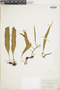Ferns From Past to Present, funded by the Institute of Museum and Library Services (Award No. MA-30-13-0544-13).