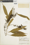 Ferns From Past to Present, funded by the Institute of Museum and Library Services (Award No. MA-30-13-0544-13).