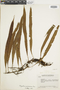 Ferns From Past to Present, funded by the Institute of Museum and Library Services (Award No. MA-30-13-0544-13).