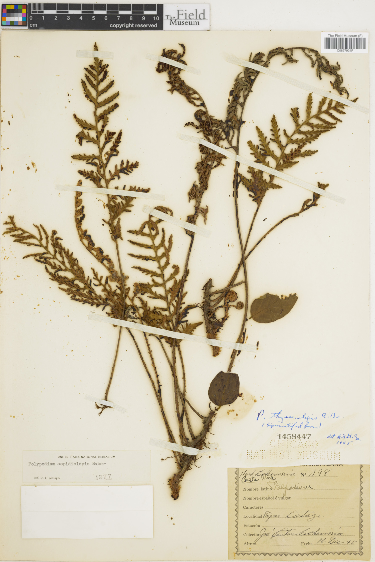 Polypodium aspidiolepis image