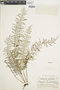 Pleopeltis lindeniana image
