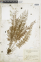 Polypodium lindenianum image