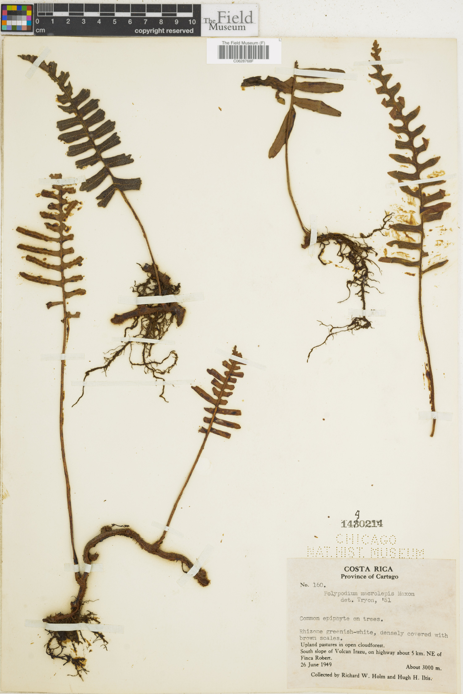 Polypodium macrolepis image