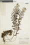 Polypodium myriolepis image