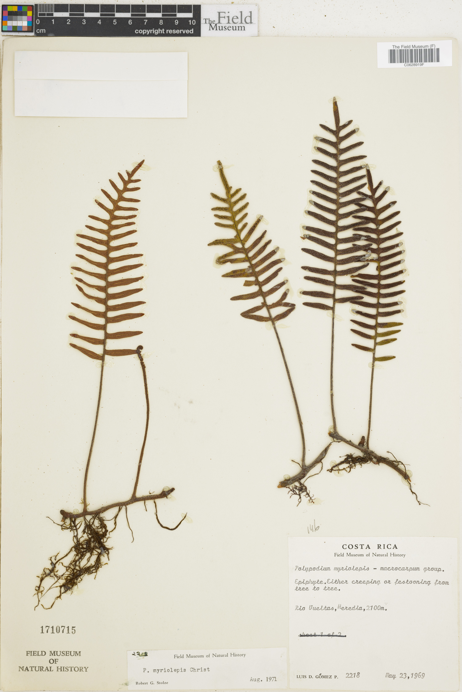 Polypodium myriolepis image
