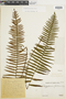 Polypodium myriolepis image