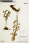 Pleopeltis sanctae-rosae image