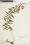 Polypodium ursipes image