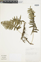 Ferns From Past to Present, funded by the Institute of Museum and Library Services (Award No. MA-30-13-0544-13).