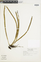 Ferns From Past to Present, funded by the Institute of Museum and Library Services (Award No. MA-30-13-0544-13).
