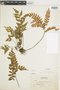 Ferns From Past to Present, funded by the Institute of Museum and Library Services (Award No. MA-30-13-0544-13).