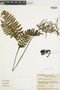 Ferns From Past to Present, funded by the Institute of Museum and Library Services (Award No. MA-30-13-0544-13).