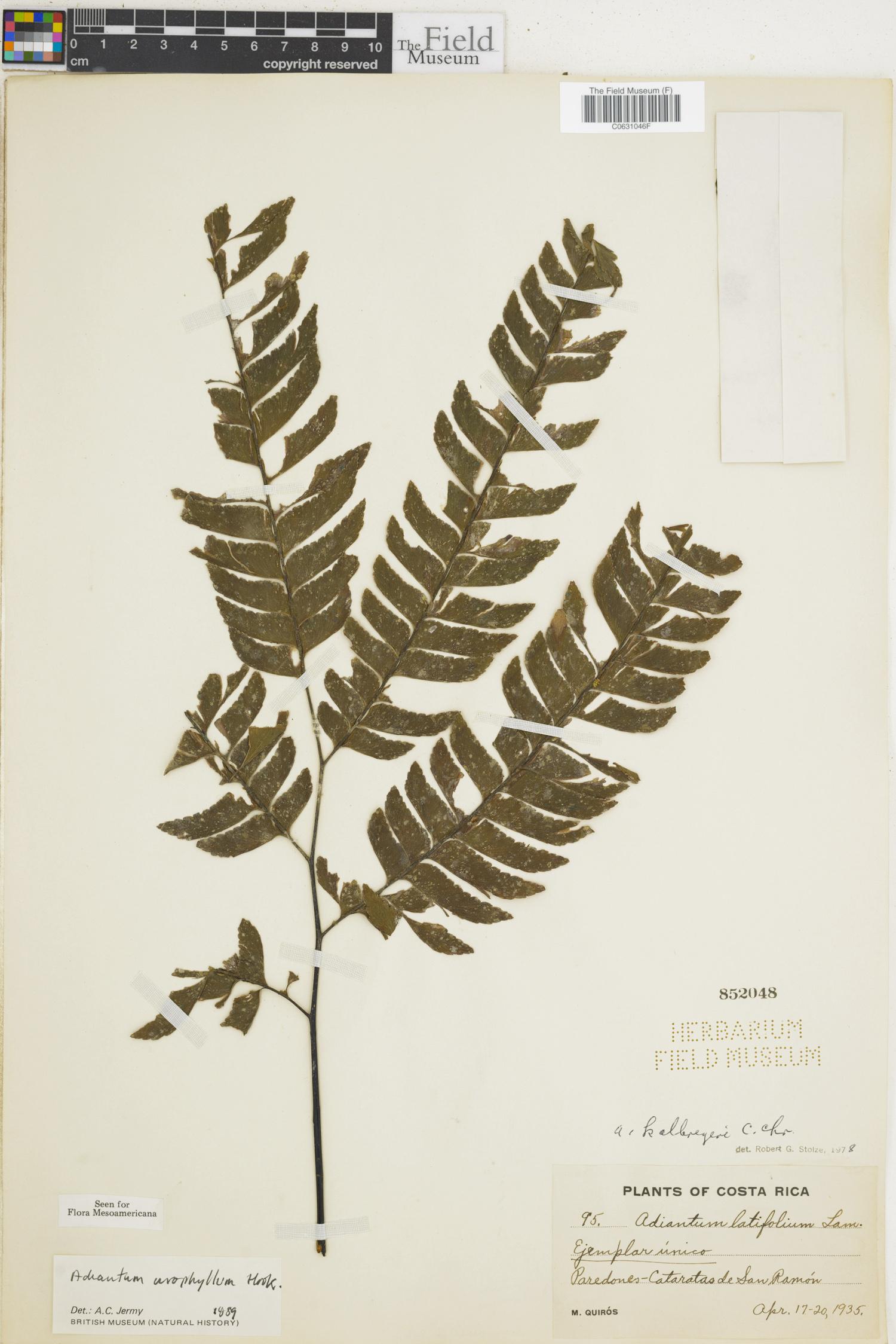 Adiantum urophyllum image