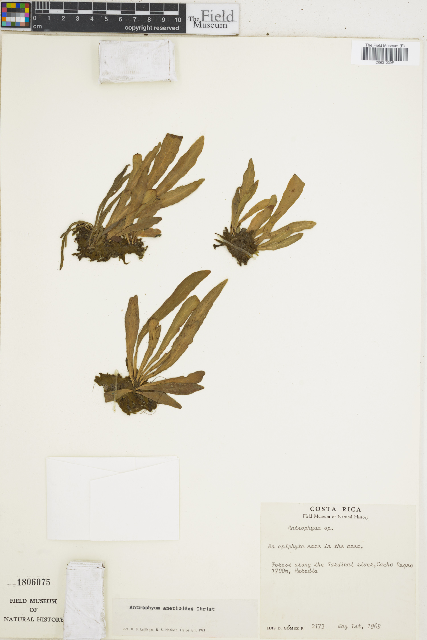 Vittariaceae image
