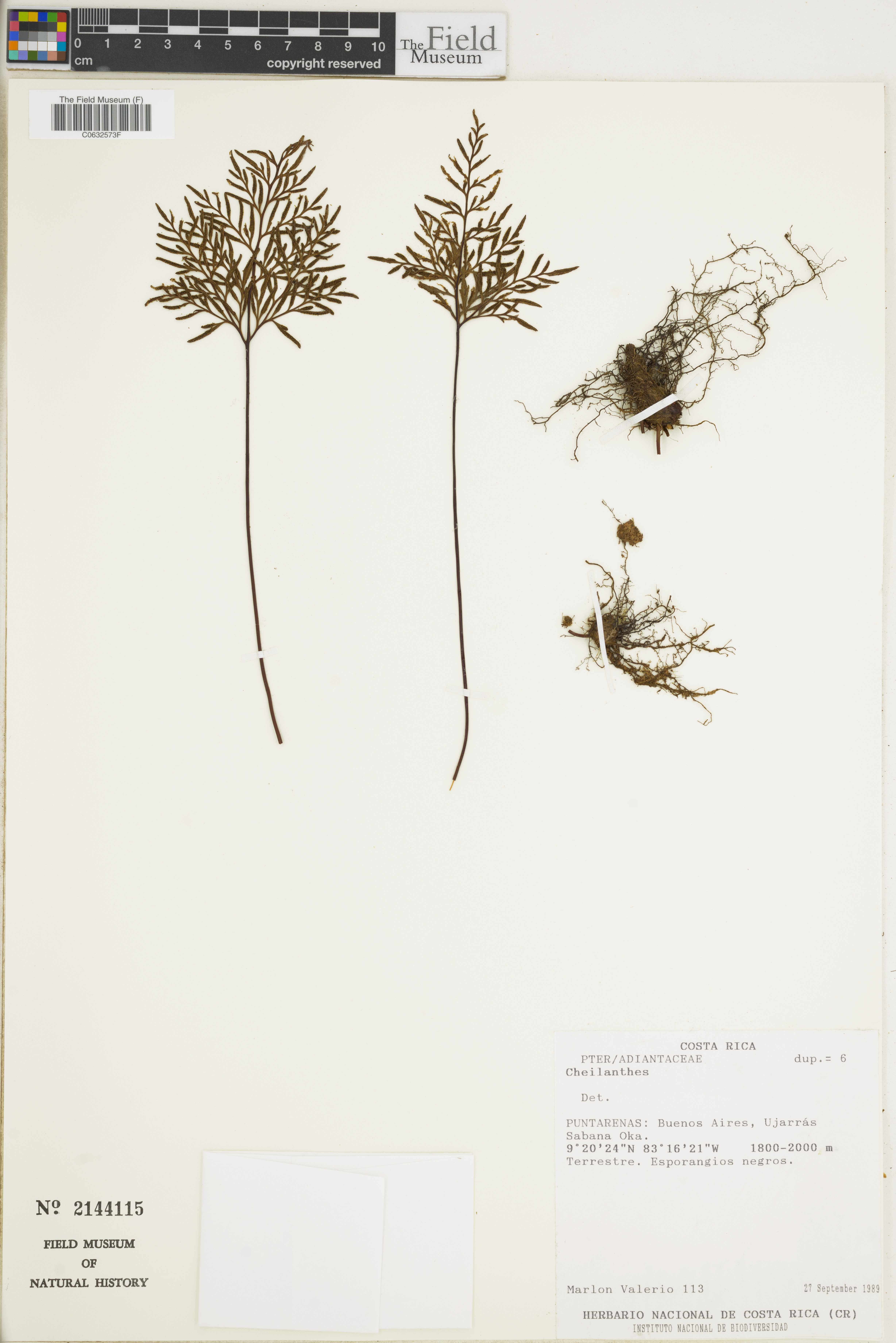 Cheilanthes image