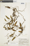 Polypodium ciliatum image