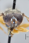 3130481 Xylota curvaria PT h IN