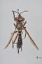 3130486 Conops diffusipennis PT d IN