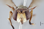 3130486 Conops diffusipennis PT h IN
