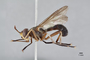 3130486 Conops diffusipennis PT p IN