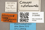 3130490 Conops rufofemoralis AT labels IN