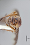 3130492 Physocephala brevipennis HT h IN
