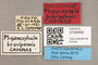 3130492 Physocephala brevipennis HT labels IN
