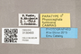 3130493 Physocephala fumivena PT labels IN
