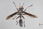 3130496 Physocephala thecala HT d IN