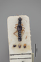 3048401 Stenus zumpti ST d IN