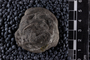 UC  22809