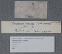 IMLS Silurian Reef Digitization Project, Image of a Silurian brachiopod label PE 54653