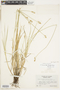 Carex cumulata (L. H. Bailey) Fernald, U.S.A., R. A. Schneider 1654, F