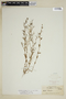 Epilobium foliosum image