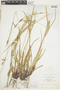 Carex debilis var. rudgei image