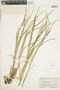 Carex debilis var. rudgei image