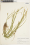 Carex debilis var. rudgei image